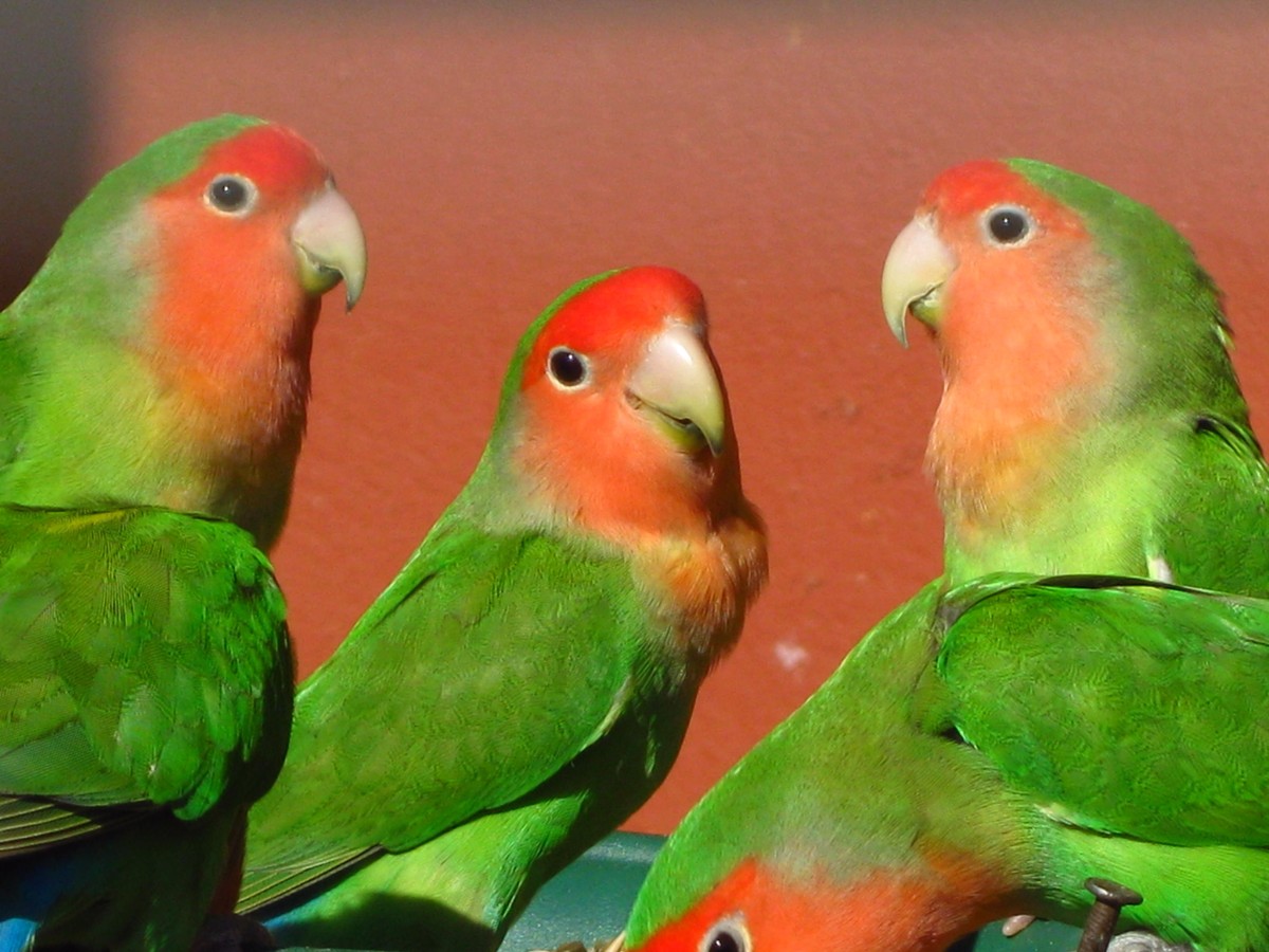 Agapornis ružovohrdlý - Agapornis roseicollis